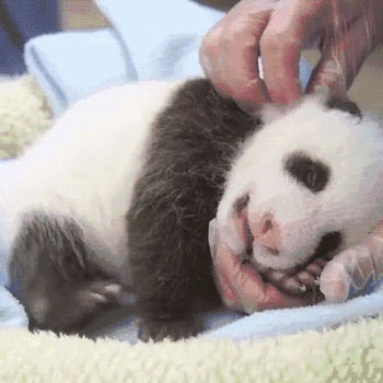 熊猫 挖耳朵 享受 可爱 搞笑 萌萌哒