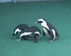 企鹅 玩耍 跑来跑去 可爱