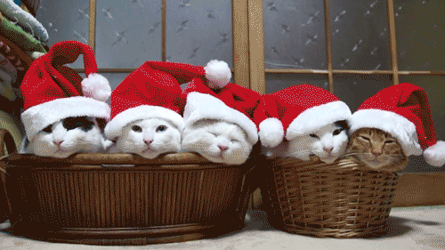 圣诞 节日 猫 圣诞帽
