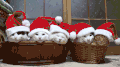 圣诞 节日 猫 圣诞帽
