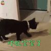 萌宠 猫咪 吓死宝宝了 拒绝 soogif soogif出品