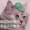 萌宠 猫咪 猫 喵星人 绿帽子 你送我的帽子我有点不喜欢