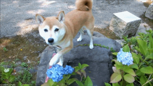 狗狗 鲜花 扒拉 赏花