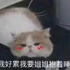 萌宠 猫星人 我好累 我要姐姐抱着睡 呆萌 可爱