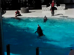 海豚 dolphin