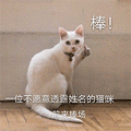 猫咪 可爱 萌宠 棒棒哒 大拇指 牛逼