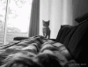 猫 萌宠 我来了 起床