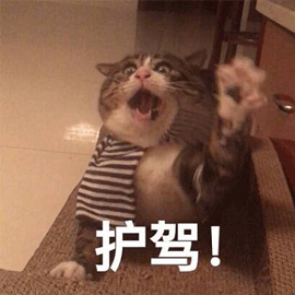 猫 搞怪 护驾