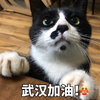 萌宠 猫星人 武汉加油 鼓励 呆萌 可爱