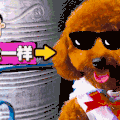 汪星人 二哈 狗子 狗狗