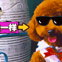 汪星人 二哈 狗子 狗狗
