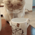 萌宠 猫星人 喝水 呆萌 可爱