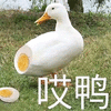 鸭子 哎呀 哎鸭 搞怪