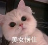 萌宠 猫星人 美女愣住 无奈 呆萌 可爱