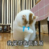 萌宠 喵星人 我觉得我很委屈 流下了伤心的眼泪 呆萌 可爱