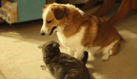 狗狗 猫咪 可爱 萌宠