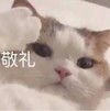 萌宠 猫星人 敬礼 开心 呆萌 可爱