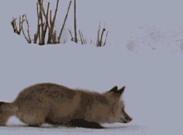 狐狸 跳跃 雪上捕猎 跳 钻 头疼 萌