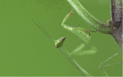 捕食 模仿大师：哥斯达黎加昆虫 纪录片 螳螂 刺角蝉