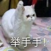 萌宠 猫星人 举手手 我来 呆萌 可爱