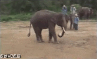 动物 大象 踢足球 炫酷 炫技 弧线 优美