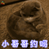 萌宠 猫咪 猫 撩 小哥哥 约吗 soogif soogif出品