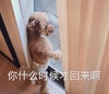 萌宠 猫星人 你什么时候回来 呆萌 搞怪