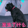 萌宠 狗 卡斯罗 发生了什么 拒绝 soogif soogif出品