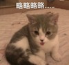 萌宠 猫星人 略略略 生气 呆萌 可爱