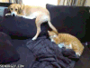 扇耳光 猫 动物 狗