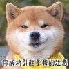 萌宠 汪星人 你成功引起了我的注意 盯着你 搞怪 呆萌