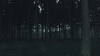 树 trees nature 夜晚