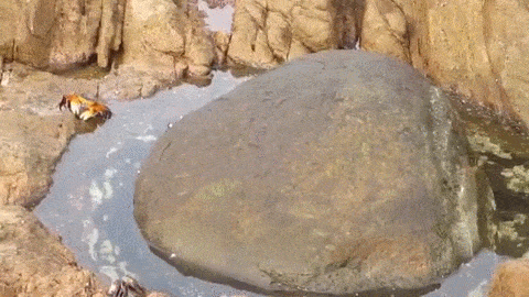 螃蟹 crab 石头 水