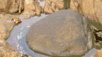 螃蟹 crab 石头 水