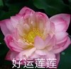 魔性 搞笑 沙雕 头像 佛系