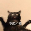 萌宠 喵星人 不知所措 慌了 呆萌 可爱
