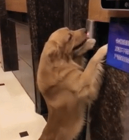 狗狗 按电梯 可爱 呆萌
