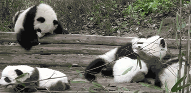 大熊猫 国宝 可爱 翻栅栏