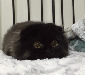 猫咪 趴着 大眼睛 黑毛