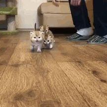 猫咪 地板 走路 排队