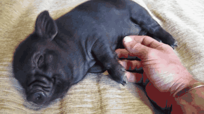 猪猪 手指 睡觉 黑色