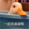 萌宠 鸭子 一起洗澡吧 快来洗澡呀 可爱 活泼