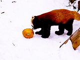 红色 熊猫 动物 玩 滚动的 南瓜 小熊猫 翻滚