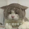 萌宠 猫星人 是个湿垃圾了 无奈 呆萌 可爱