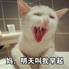 萌宠 喵星人 妈 明天叫我早起 搞怪 逗