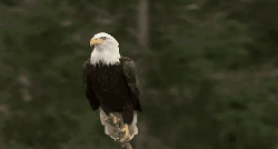 加拿大不列颠哥伦比亚省风光 动物 旅游 纪录片 老鹰 风景