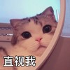 萌宠 猫星人 直视我 搞怪 逗 呆萌
