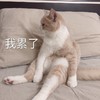 萌宠 猫星人 我累了 难受 呆萌 可爱