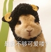 萌宠 小兔子 是我不够可爱咯 我不可爱吗 呆萌 搞怪
