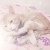 猫咪 床上 舌头 洗脸